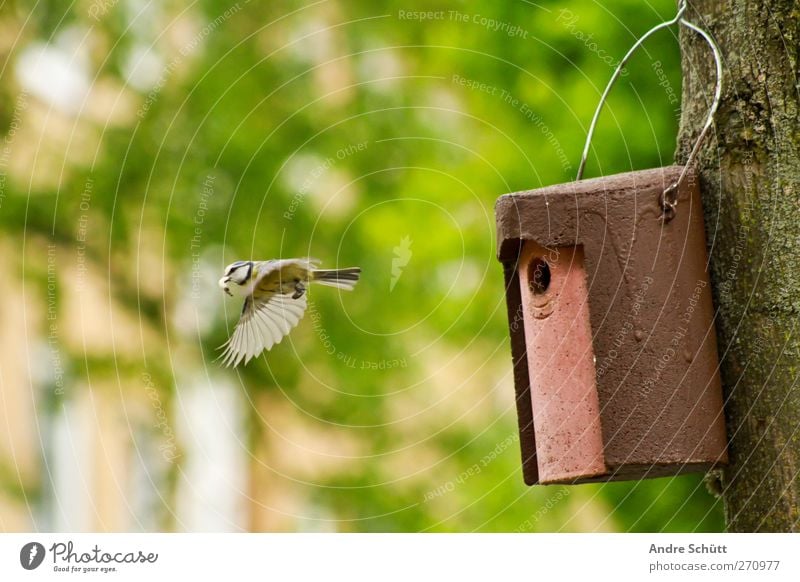 Lieferservice Umwelt Natur Blume Tier Vogel Meisen 1 fliegen füttern niedlich Zufriedenheit Lebensfreude Frühlingsgefühle Idylle Schutz Umweltschutz