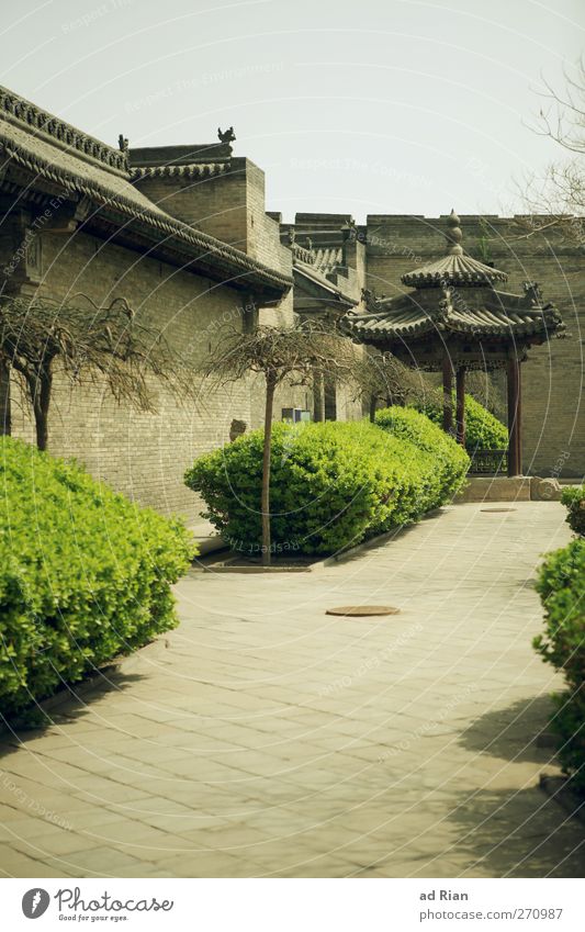 schinesisch Frühling Pflanze Baum Sträucher Park Pingyao China Dorf Stadt Altstadt Skyline Menschenleer Haus Hütte Palast Ruine Mauer Wand Fassade Dach