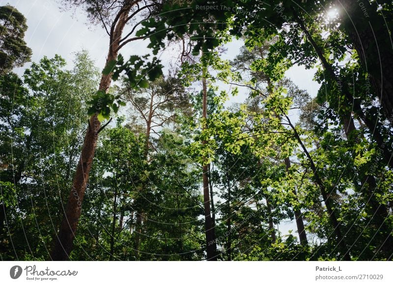 Waldig Umwelt Natur Pflanze Klima Wetter Schönes Wetter Baum Blatt Wildpflanze ästhetisch gigantisch natürlich wild grün ruhig Reinheit Abenteuer entdecken