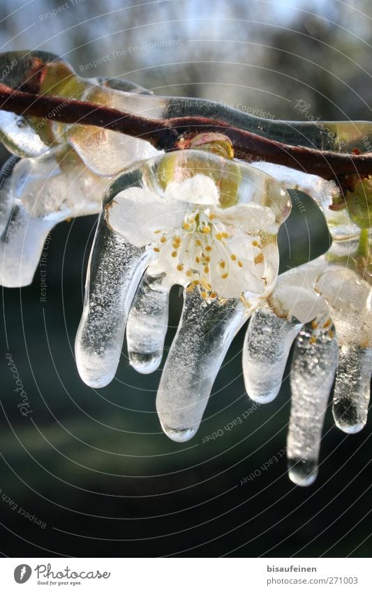 Eisblüte Natur Frühling Frost Pflanze Baum Blüte Garten Park Blühend schön weiß Schutz Wetterschutz Obstbaum Frostschutz Ast Eiszapfen Eismantel Landwirtschaft