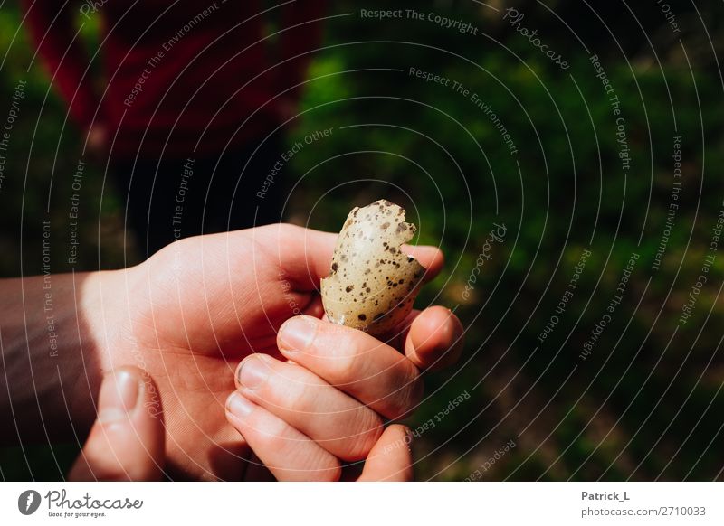 Fundstück Natur berühren außergewöhnlich kaputt klein Traurigkeit Sorge Abenteuer Schutz Sicherheit Umwelt Hülle Ei Vogeleier Hand Zerstörung Bruchstück gelb