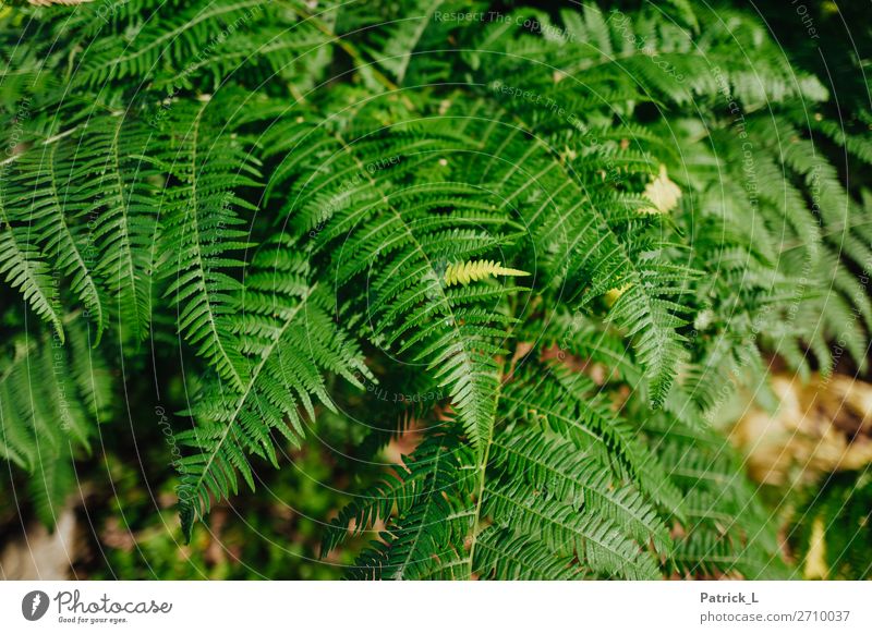 Farnstadt Pflanze Gras Sträucher Wildpflanze atmen ästhetisch exotisch frech glänzend einzigartig dünn schön Spitze stachelig grün Gelassenheit Bewegung