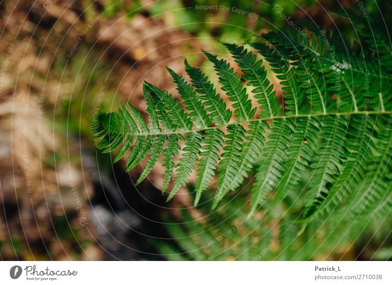 Farn Natur Pflanze Sträucher Blatt Grünpflanze Wildpflanze Wald atmen Erholung Wachstum Häusliches Leben exotisch Freundlichkeit glänzend wild braun grün