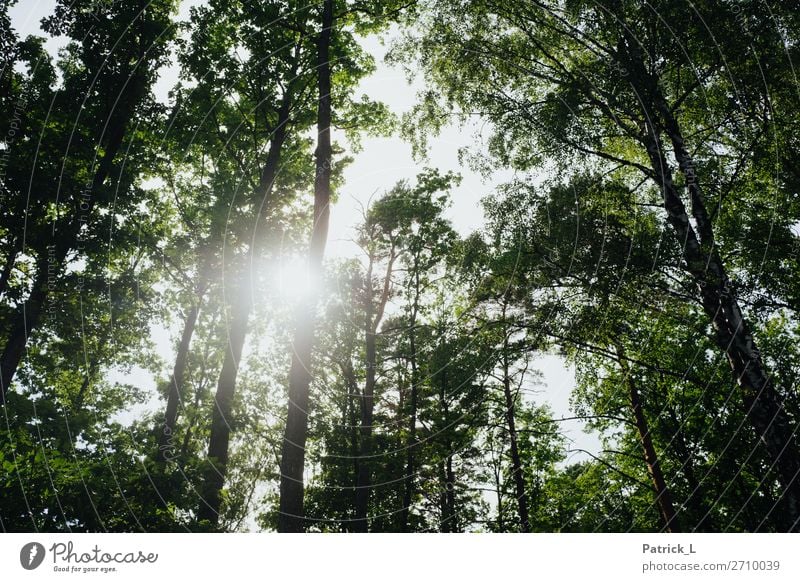 Waldwerk Umwelt Natur Pflanze Sommer Baum Blatt Grünpflanze Wildpflanze atmen berühren Bewegung schaukeln Wachstum Häusliches Leben ästhetisch nachhaltig grün