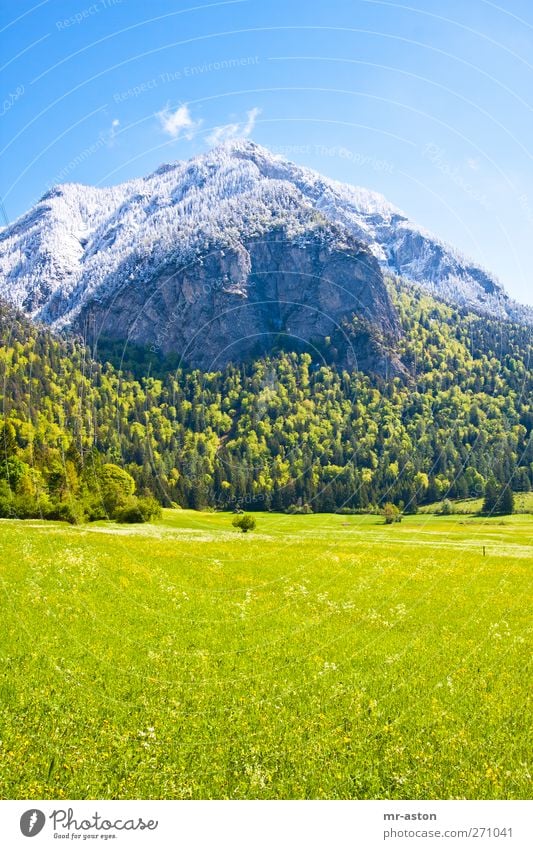 Puderzucker Umwelt Natur Landschaft Pflanze Urelemente Himmel Horizont Sonnenlicht Frühling Wetter Schönes Wetter Schnee Baum Blume Gras Wiese Berge u. Gebirge