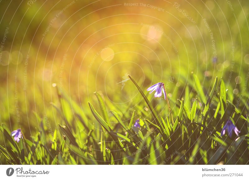 Frühling mit Beleuchtung Natur Pflanze Sonnenlicht Schönes Wetter Blume Blüte Garten Blühend glänzend leuchten Duft frisch niedlich schön weich gelb grün