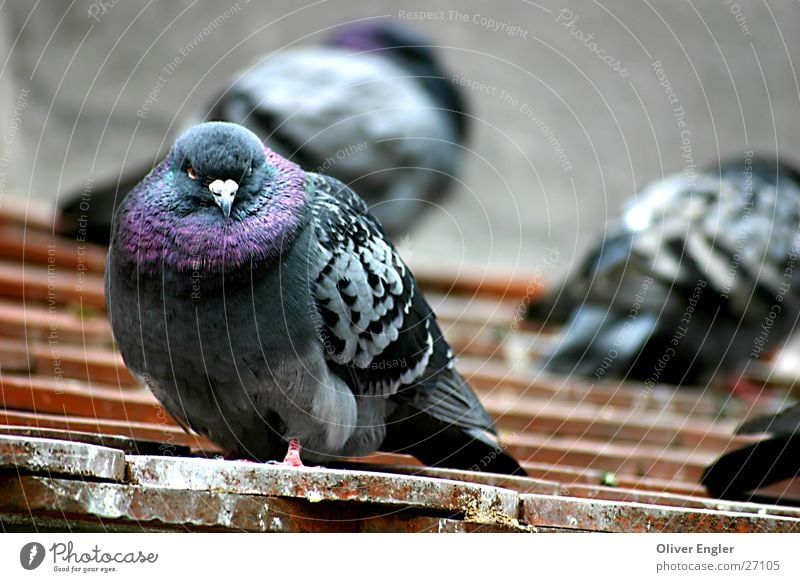 Taube in Münschen Vogel