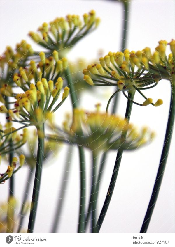 Blume Blüte grün gelb Stengel Detailaufnahme