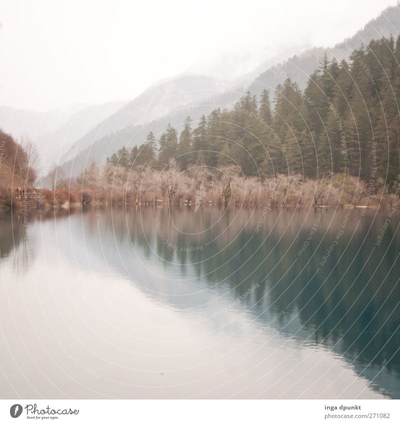 Wintertag Umwelt Natur Landschaft Pflanze Baum Seeufer Abenteuer Umweltschutz Wald Kälte Nationalpark China Asien Sichuan trüb trist kalt schlechtes Wetter