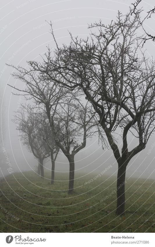 Auf trübe Tage folgt der Sonnenschein Natur Landschaft Himmel Wetter schlechtes Wetter Nebel Regen Baum Wiese atmen beobachten warten dunkel nass natürlich