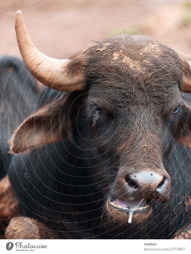 schmeckt Tier Nutztier Tiergesicht 1 authentisch braun Wiederkäuer Büffel Zähne Speichel ruhig Farbfoto Außenaufnahme Nahaufnahme Textfreiraum links