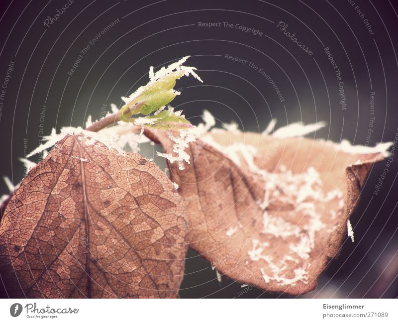 alt & jung Pflanze Frühling Sträucher Blatt positiv braun grün kalt komplex Blattknospe Blattadern Blattgrün Frost Zweig Herbstlaub Gegenteil konträr Farbfoto