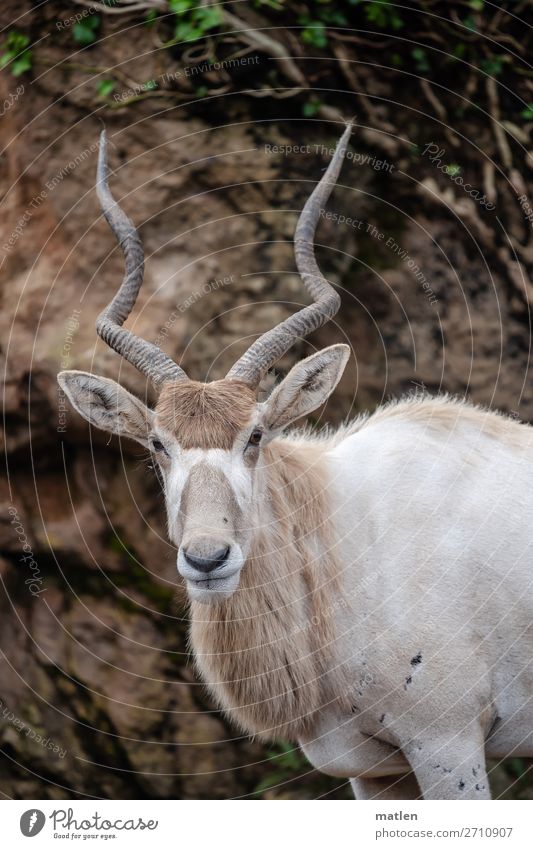 Mendesantilope Baum Gras Wald Tier Wildtier Tiergesicht Fell 1 braun grau grün weiß Antilopen Horn Farbfoto Gedeckte Farben Außenaufnahme Textfreiraum links