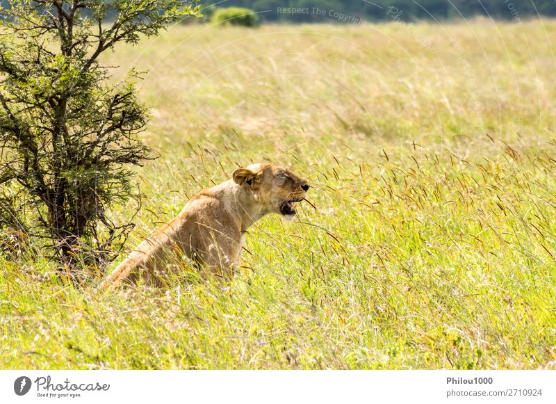 Löwin in der Savanne sitzend Gesicht Ferien & Urlaub & Reisen Frau Erwachsene Natur Tier Park Katze natürlich wild gelb gefährlich Nairobi Afrika Afrikanisch