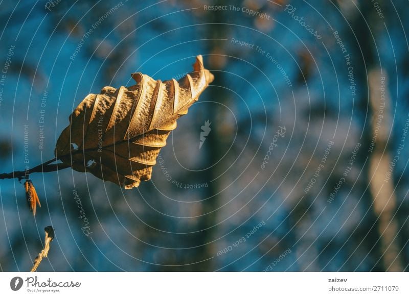 Nahaufnahme eines getrockneten Herbstblattes, das an einem Zweig hängt schön Leben Tapete Natur Pflanze Blatt Traurigkeit Wachstum natürlich braun Hoffnung Tod