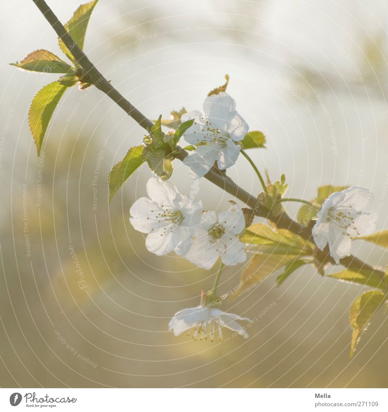 6 Uhr abends Umwelt Natur Pflanze Frühling Baum Blüte Ast Zweig Kirschblüten Blühend Wachstum Duft schön natürlich weich Kitsch Farbfoto Außenaufnahme