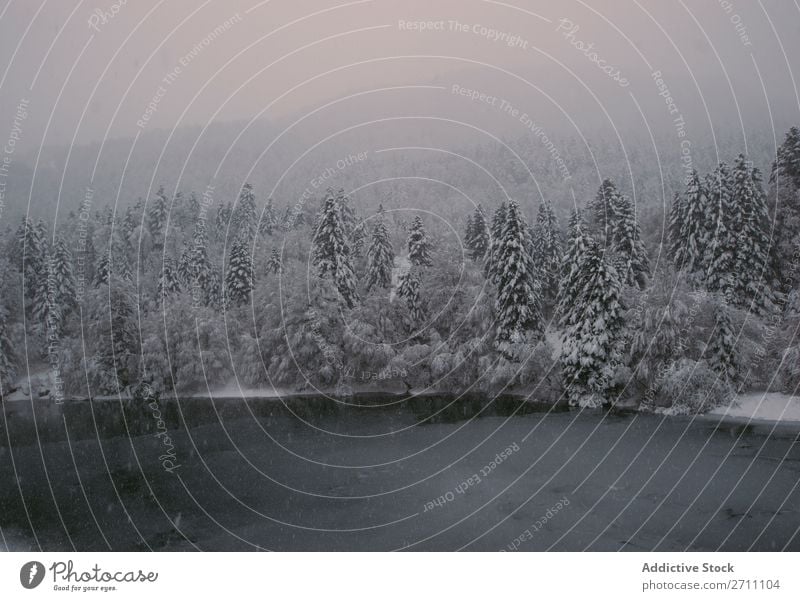 Tannenwald mit Schnee bedeckt Wald Winter Natur weiß Berge u. Gebirge Hügel kalt Baum Frost Landschaft Eis Jahreszeiten Holz Beautyfotografie Fichte schön