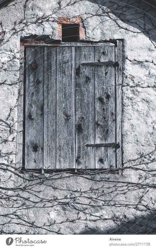 Licht im Oberstübchen Kletterpflanzen Fassadenbegrünung Zweige u. Äste Dorf Menschenleer Haus Fenster Fensterladen Oberlicht Lüftungsschlitz Luke beobachten alt