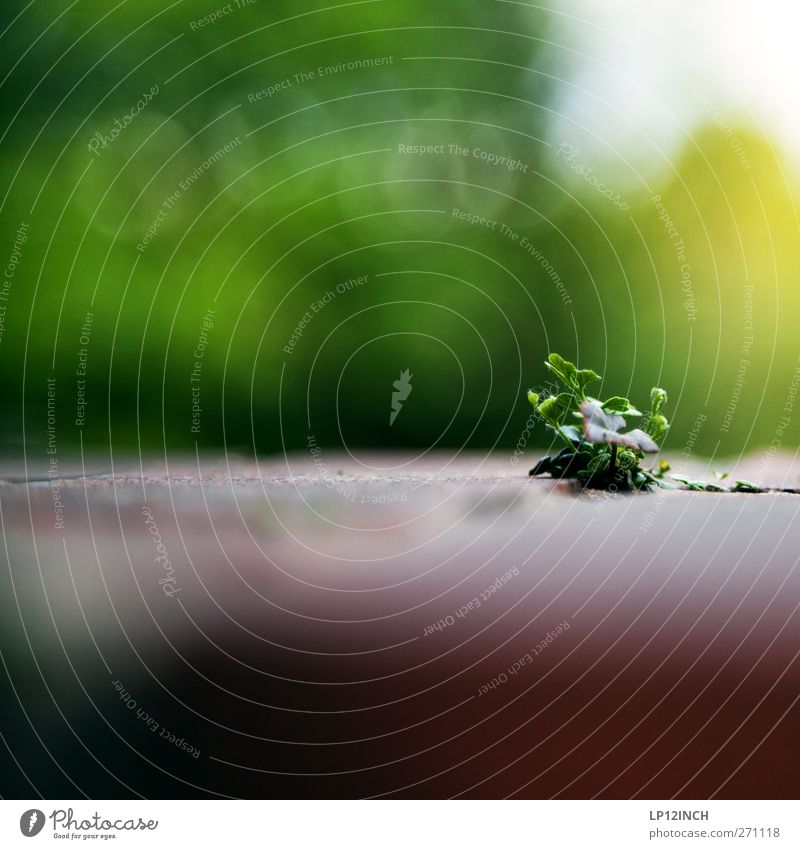 Aus der Sicht einer Ameise Umwelt Natur Tier Sommer Schönes Wetter Pflanze Blatt Grünpflanze Mauer Wand Garten exotisch Beginn Schwäche Perspektive Farbfoto