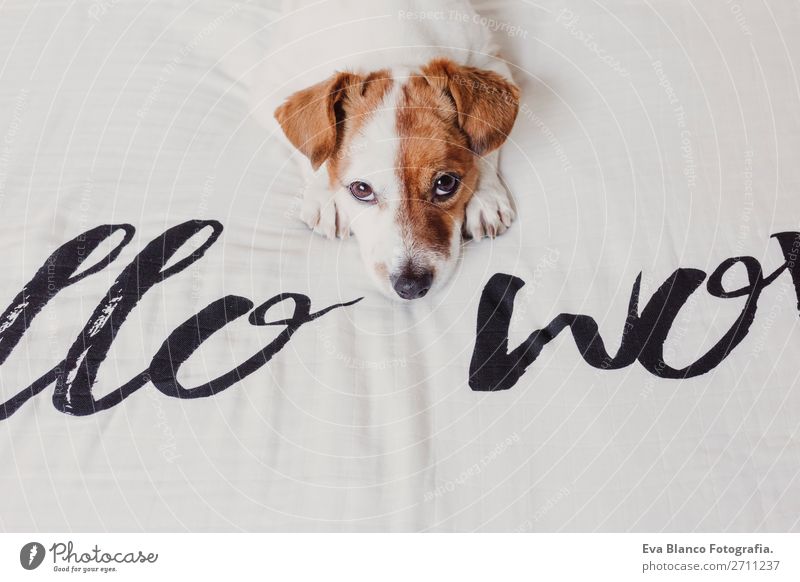 süßer kleiner Hund liegend weißes Laken mit Hallo Weltbotschaft elegant Freude Gesicht Erholung Haus Büro Tier Erde Accessoire Haustier Liebe schlafen lustig