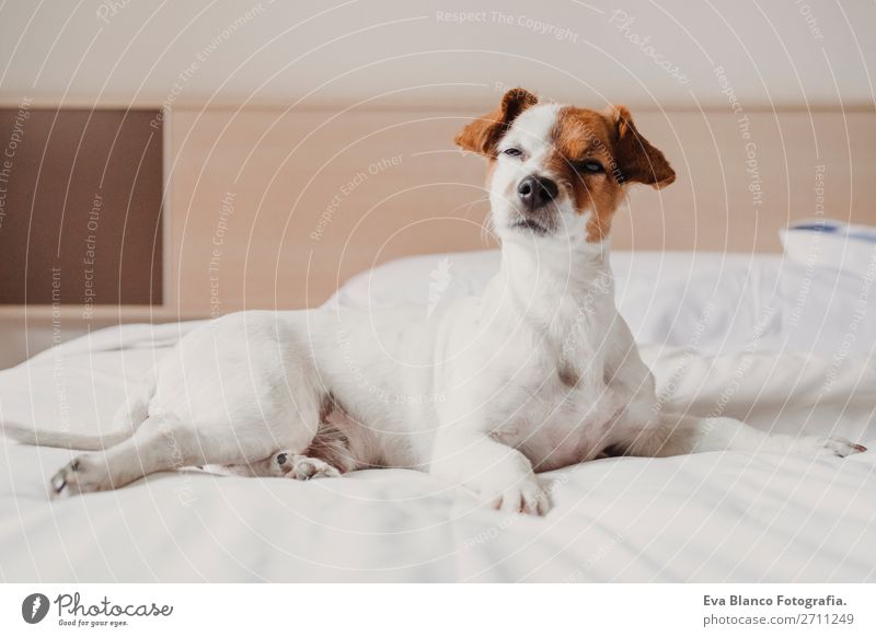 süßer kleiner Hund auf dem Bett liegend. Haustiere in Innenräumen. Entspannen elegant Freude Gesicht Erholung Büro Tier Accessoire Liebe schlafen lustig