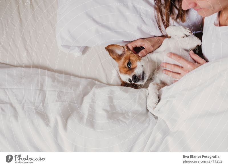 süßer kleiner Hund, der mit ihrem Menschen auf dem Bett liegt. Haustiere in Innenräumen. Entspannen elegant Freude Gesicht Erholung Büro Frau Erwachsene Tier