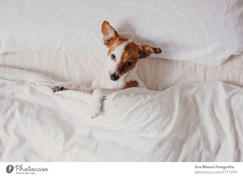 süsse zarte weiß-braune Jack Russell schläft auf einem Bett. Glück Krankheit Leben Erholung Winter Haus Schlafzimmer Familie & Verwandtschaft Tier Herbst Wetter