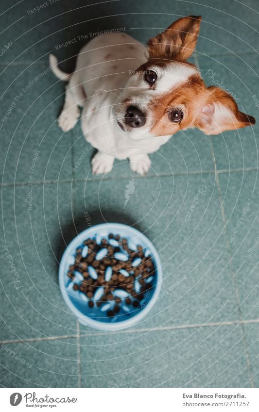 süßer kleiner Hund sitzend und wartend auf das Essen Frühstück Mittagessen Abendessen Diät Schalen & Schüsseln Lifestyle Haus Schule Tier Haustier füttern