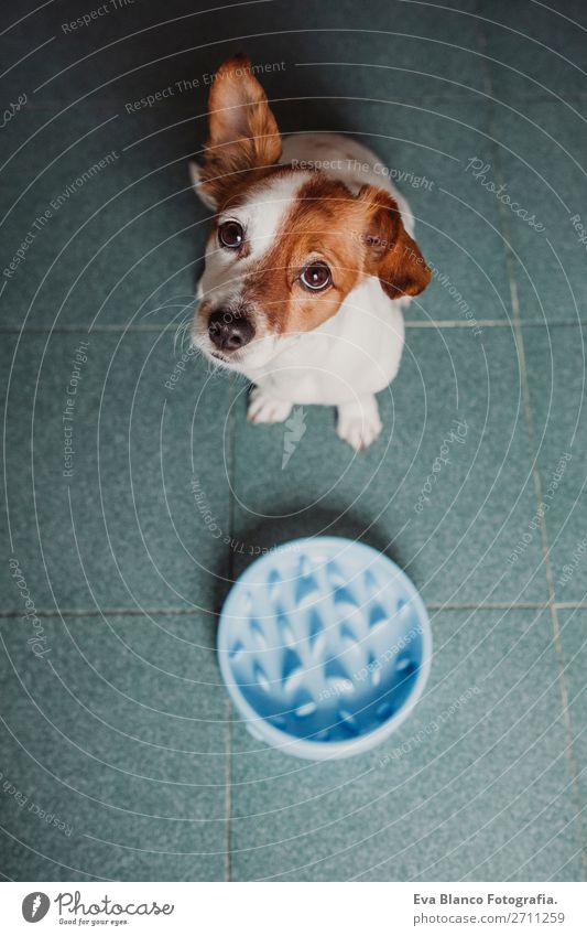 süßer kleiner Hund sitzend und wartend auf das Essen Frühstück Mittagessen Abendessen Diät Schalen & Schüsseln Lifestyle Haus Schule Tier Haustier füttern