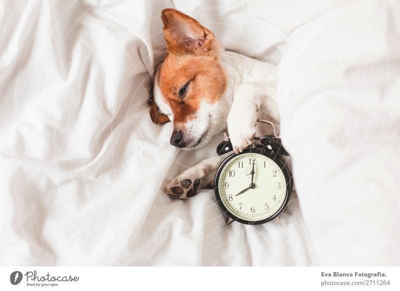 süßer Hund auf dem Bett liegend mit einem Wecker Glück Leben Erholung Winter Haus Uhr Schlafzimmer Arbeit & Erwerbstätigkeit Familie & Verwandtschaft Tier