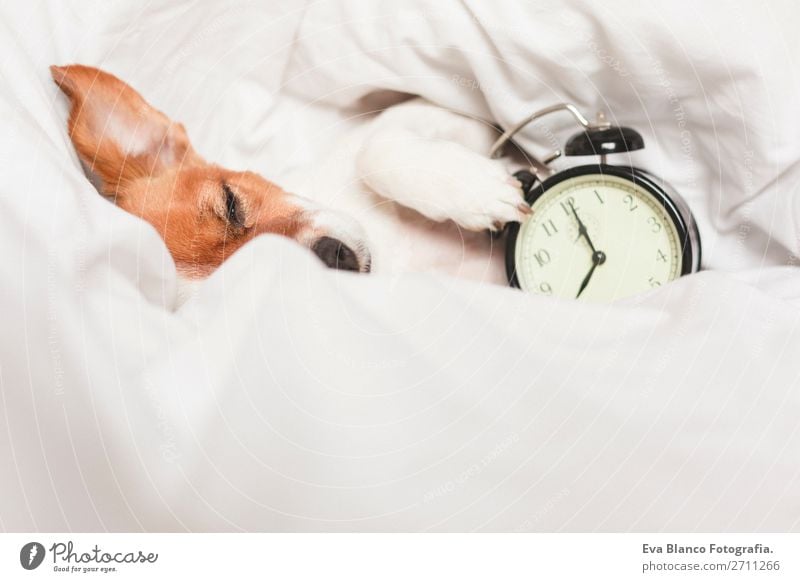 süßer Hund auf dem Bett liegend mit einem Wecker Glück Leben Erholung Winter Haus Uhr Schlafzimmer Arbeit & Erwerbstätigkeit Familie & Verwandtschaft Tier