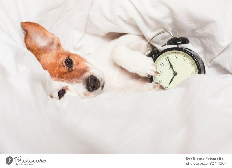 süßer Hund auf dem Bett liegend mit einem Wecker Glück Leben Erholung Winter Haus Uhr Schlafzimmer Arbeit & Erwerbstätigkeit Familie & Verwandtschaft Tier