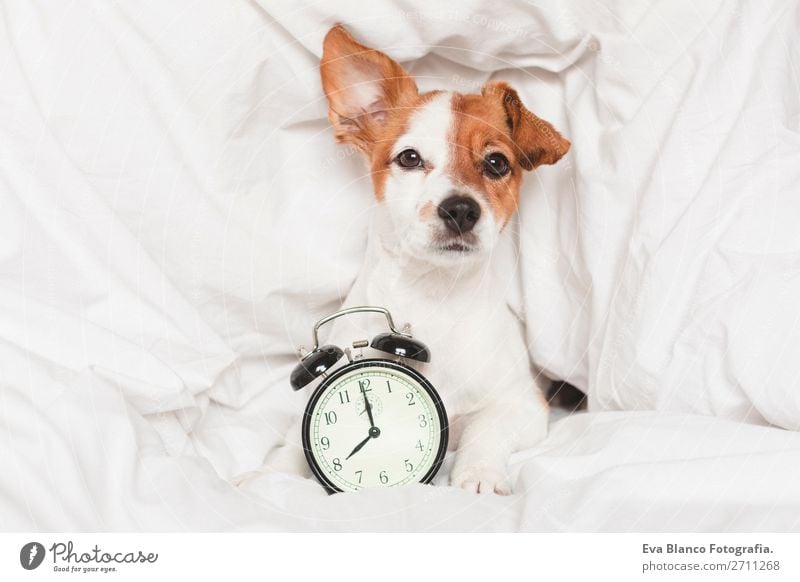 süßer Hund auf dem Bett liegend mit einem Wecker Glück Leben Erholung Winter Haus Uhr Schlafzimmer Arbeit & Erwerbstätigkeit Familie & Verwandtschaft Tier