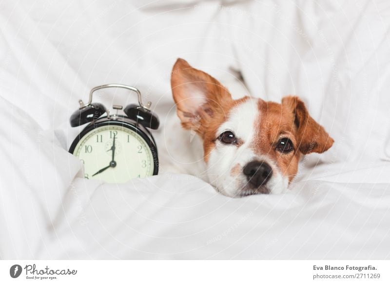 süßer Hund auf dem Bett liegend mit einem Wecker Glück Leben Erholung Winter Haus Uhr Schlafzimmer Arbeit & Erwerbstätigkeit Familie & Verwandtschaft Tier