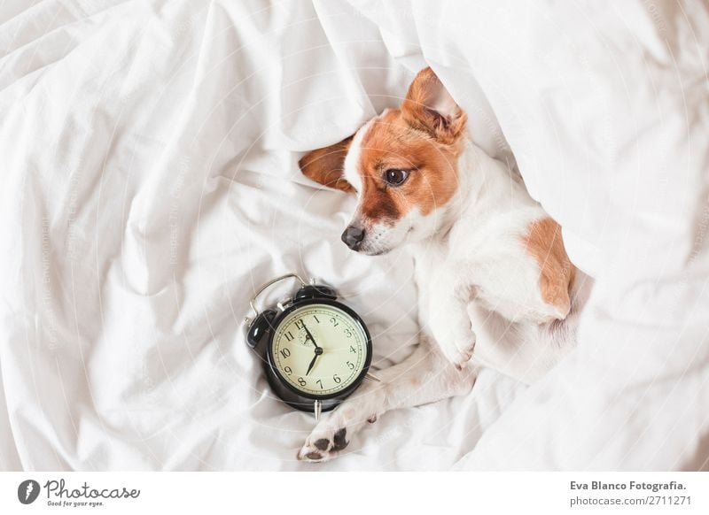 süßer Hund auf dem Bett liegend mit einem Wecker Glück Leben Erholung Winter Haus Uhr Schlafzimmer Arbeit & Erwerbstätigkeit Familie & Verwandtschaft Tier