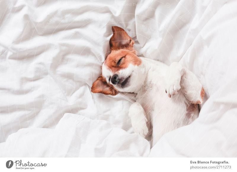 süßer Hund schläft auf dem Bett, weißes Bettlaken.morgens Glück Krankheit Leben Erholung Winter Haus Schlafzimmer Familie & Verwandtschaft Tier Herbst Wetter