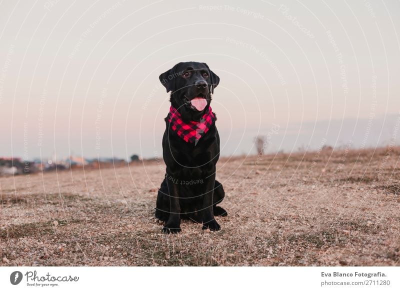 schönes Portrait schwarzer Labradorhund bei Sonnenuntergang Lifestyle Freude Glück Freundschaft Natur Landschaft Tier Herbst Mode Haustier Hund Lächeln