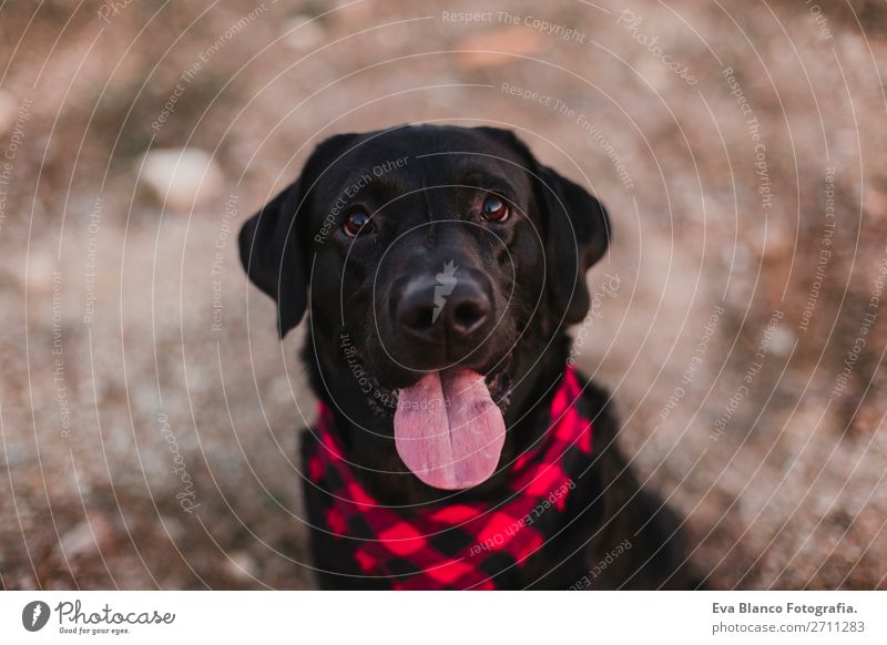 schönes Portrait schwarzer Labradorhund bei Sonnenuntergang Lifestyle Freude Glück Freundschaft Natur Landschaft Tier Herbst Mode Haustier Hund Lächeln