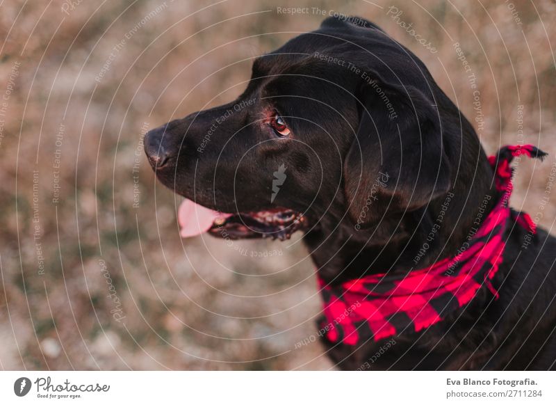 schönes Portrait schwarzer Labradorhund bei Sonnenuntergang Lifestyle Freude Glück Freundschaft Natur Landschaft Tier Herbst Mode Haustier Hund Lächeln