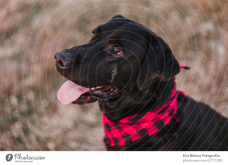 schönes Portrait schwarzer Labradorhund bei Sonnenuntergang Lifestyle Freude Glück Freundschaft Natur Landschaft Tier Herbst Mode Haustier Hund Lächeln