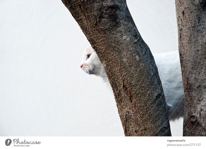 Beware of the cat Baum Tier Haustier Katze 1 Jagd weiß Coolness Wachsamkeit Einsamkeit Konzentration Baumrinde Klettern rückwärts Hintergrundbild Hauskatze