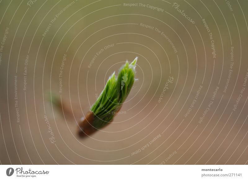 Neuanfang.. Umwelt Natur Pflanze Frühling Schönes Wetter Sträucher Blatt Grünpflanze Nutzpflanze Wildpflanze authentisch dünn einfach frisch neu wild weich