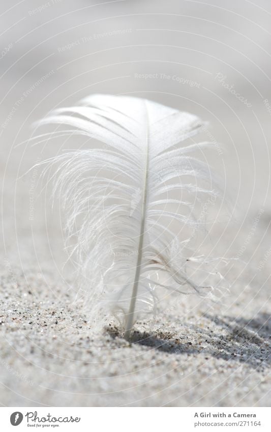 Hiddensee l life should be as light as a feather ... Umwelt Natur Sand Sonne Schönes Wetter Strand stehen fest hell schön nah Sauberkeit weiß Feder gekrümmt