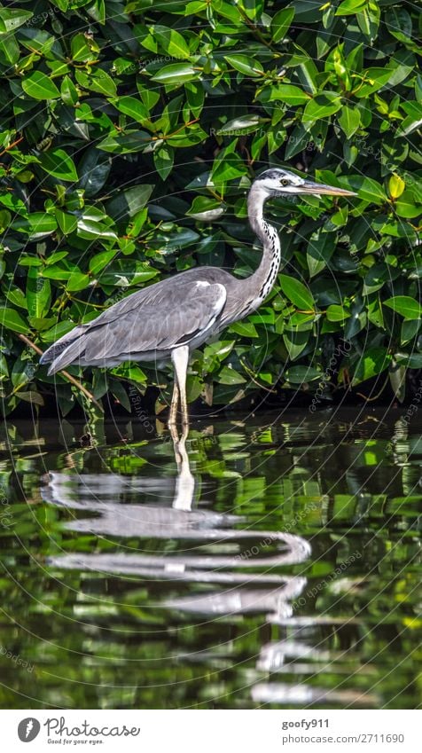 Graureiher elegant Ferien & Urlaub & Reisen Tourismus Ausflug Abenteuer Ferne Freiheit Safari Expedition Umwelt Natur Landschaft Pflanze Tier Wasser Sträucher