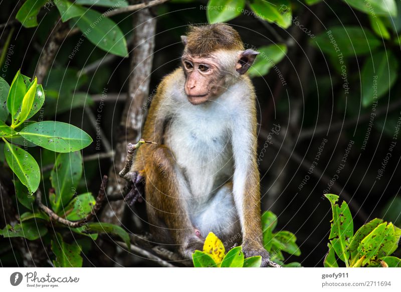 Wo ist das Wochenende...??? Ferien & Urlaub & Reisen Tourismus Ausflug Abenteuer Ferne Freiheit Safari Expedition Umwelt Natur Landschaft Baum Sträucher