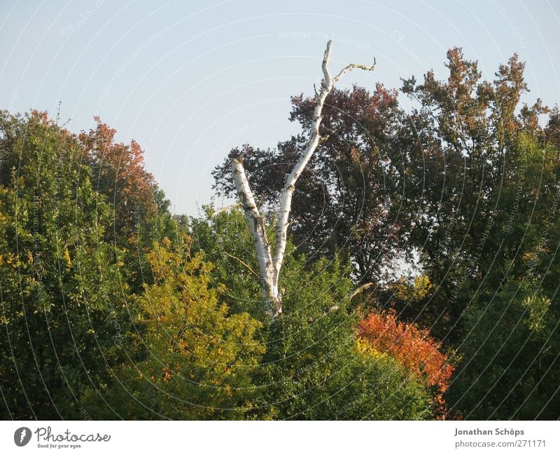 Birke Umwelt Natur Landschaft Pflanze Herbst Schönes Wetter Baum Wald braun mehrfarbig grün orange kahl Baumkrone frontal Mitte Wolkenloser Himmel Abendsonne