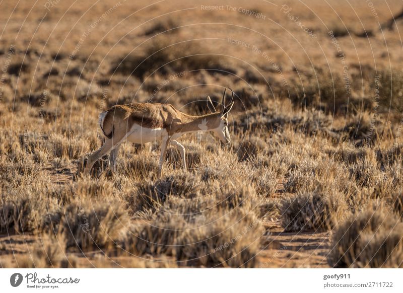 Springbock Ferien & Urlaub & Reisen Tourismus Ausflug Abenteuer Ferne Freiheit Safari Expedition Umwelt Natur Landschaft Wärme Dürre Sträucher Wüste Südafrika