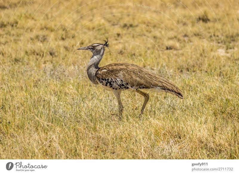 Stolzieren Ferien & Urlaub & Reisen Tourismus Ausflug Abenteuer Ferne Freiheit Safari Expedition Umwelt Natur Landschaft Gras Sträucher Wüste Südafrika Afrika