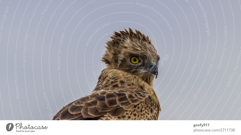 Scharfer Blick Ferien & Urlaub & Reisen Tourismus Ausflug Abenteuer Ferne Safari Expedition Tier Wildtier Vogel Tiergesicht Flügel Krallen Adler 1 beobachten