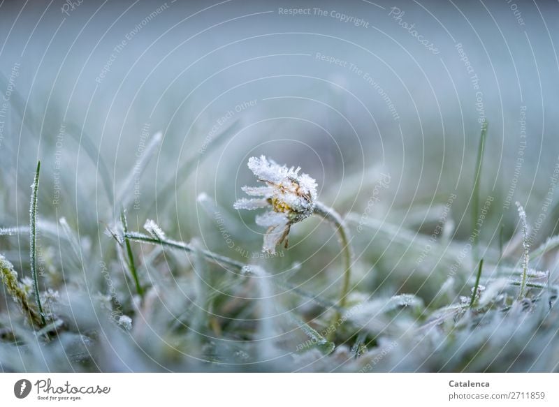 Kalt erwischt; Gänseblümchen, Rasen und Raureif Natur Pflanze Urelemente Winter Eis Frost Blume Gras Moos Blatt Blüte Garten Park Blühend schön kalt gelb grau